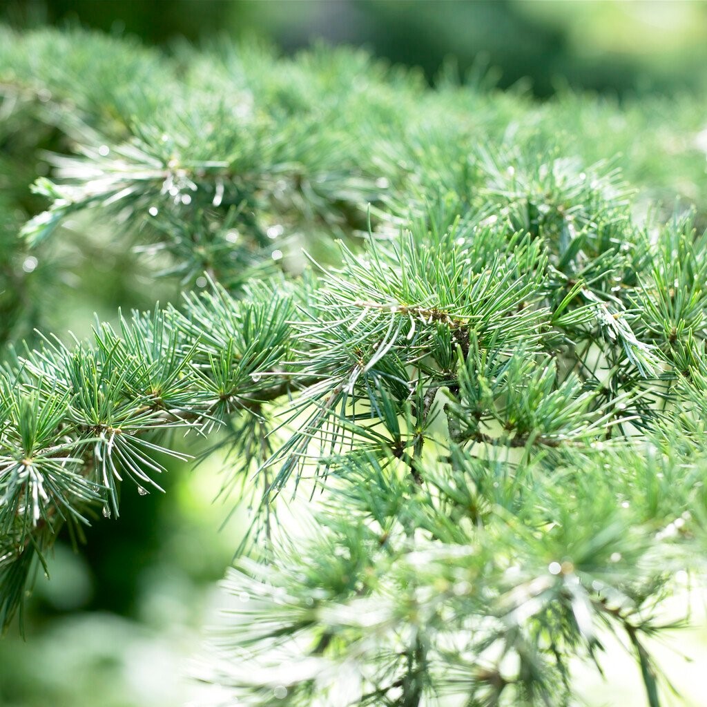 Кедр гималайский Карл Фукс